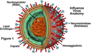 Influenza Virus