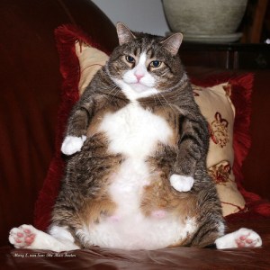 Random Fat Cat