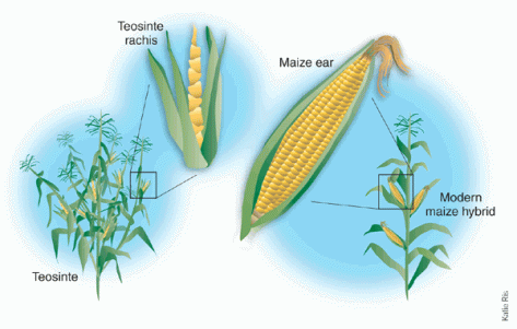 Teosinte vs Maize
