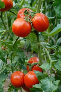 tomato-plant[1]